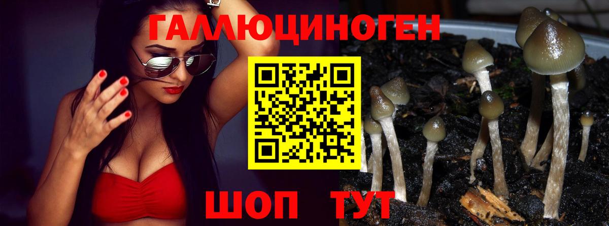 Галлюциногенные грибы Cubensis Зеленогорск